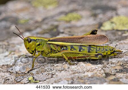 Stock Image - Close-up of Lubber Grasshopper (Romalea guttata) on stone . Fotosearch