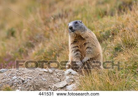 Close-up of marmot in field, Tyrol, Austria View Large Photo Image Stock Image - Close-up of marmot in field, Tyrol, Austria . Fotosearch