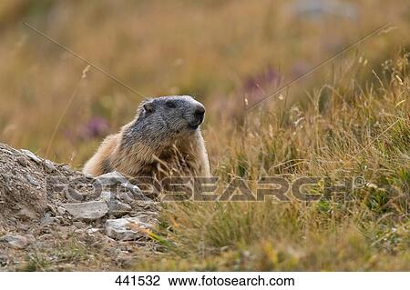 Stock Image - Close-up of marmot in field, Tyrol, Austria . Fotosearch