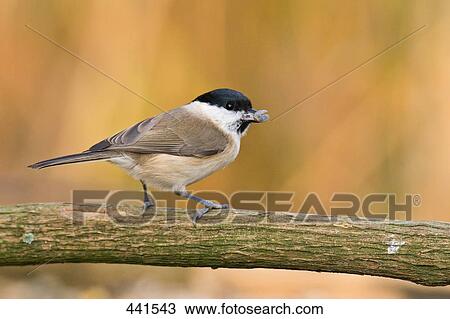 Close-up of Marsh Tit (Poecile palustris) bird perching on branch View Large Photo Image Stock Image - Close-up of Marsh Tit (Poecile palustris) bird perching on branch . Fotosearch