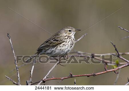 Stock Image - Close-up of Meadow Pipit (Anthus pratensis) perching on branch . Fotosearch