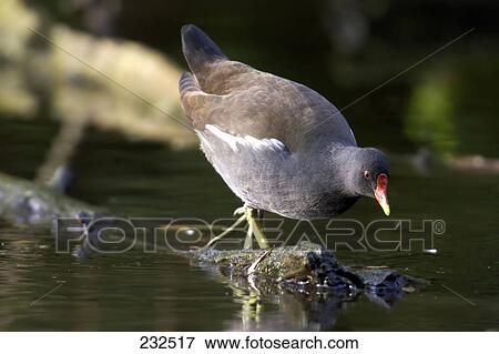 Close-up of moorhen bird on log in lake View Large Photo Image Stock Photo - Close-up of moorhen bird on log in lake . Fotosearch