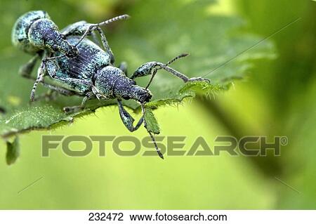 Close-up of Nettle Weevil mating on leaf  View Large Photo Image Stock Image - Close-up of Nettle Weevil mating on leaf . Fotosearch
