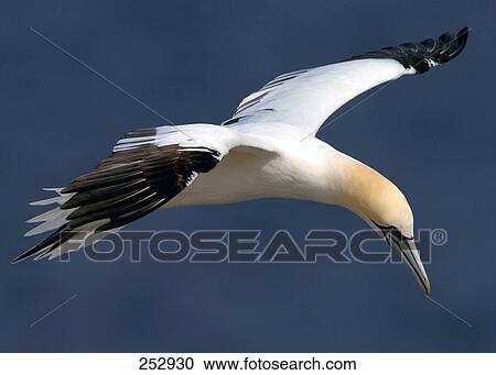 Stock Image - Close-up of Northern Gannet (Morus bassanus) in flight, North Frisian Islands, Schleswig-Holstein, Germany . Fotosearch