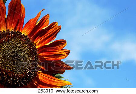 Stock Image - Close-up of orange Sunflower (Helianthus annus) against sky . Fotosearch