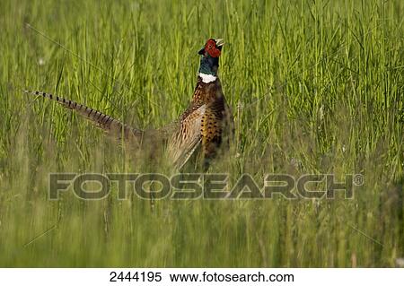 Close-up of pheasant in field View Large Photo Image Stock Photography - Close-up of pheasant in field . Fotosearch
