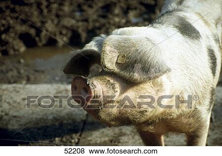 Stock Photo - Close-up of pig . Fotosearch