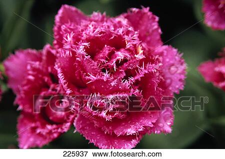 Close-up of pink flower View Large Photo Image Stock Photo - Close-up of pink flower . Fotosearch