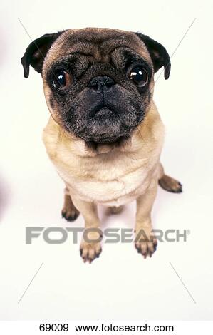 Stock Photo - Close-up of pug-dog sitting against white background . Fotosearch