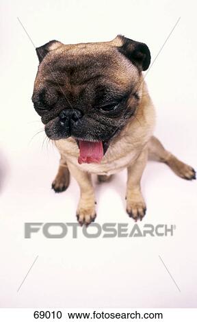 Stock Image - Close-up of pug-dog yawning against white background . Fotosearch