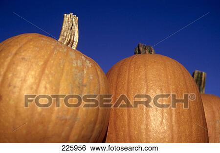 Stock Photograph - Close-up of pumpkins . Fotosearch