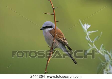 Picture - Close-up of Red-backed Shrike (Lanius collurio) perching on branch . Fotosearch