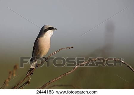 Stock Image - Close-up of Red-backed Shrike (Lanius collurio) perching on branch . Fotosearch