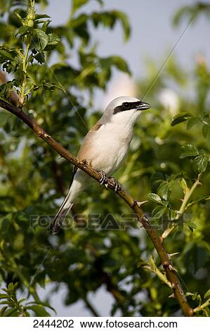Stock Image - Close-up of Red-backed Shrike (Lanius Collurio) perching on branch . Fotosearch