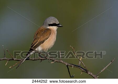 Close-up of Red-backed Shrike (Lanius collurio) perching on branch View Large Photo Image Stock Image - Close-up of Red-backed Shrike (Lanius collurio) perching on branch . Fotosearch