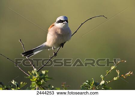 Stock Image - Close-up of Red-backed Shrike (Lanius collurio) perching on branch . Fotosearch
