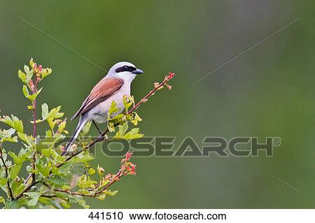 Close-up of Red-backed Shrike (Lanius collurio) bird perching on branch View Large Photo Image Stock Image - Close-up of Red-backed Shrike (Lanius collurio) bird perching on branch . Fotosearch