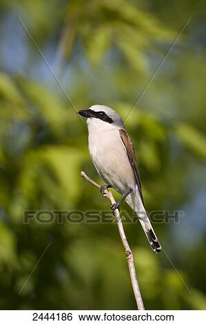 Stock Photograph - Close-up of Red-backed Shrike (Lanius collurio) perching on branch . Fotosearch
