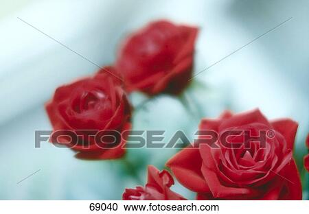 Close-up of red roses View Large Photo Image Stock Image - Close-up of red roses . Fotosearch