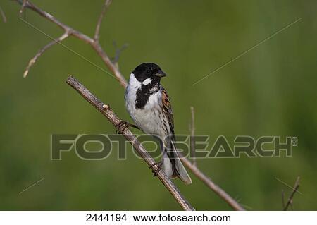 Close-up of Reed Bunting (Emberiza schoeniclus) perching on twig View Large Photo Image Picture - Close-up of Reed Bunting (Emberiza schoeniclus) perching on twig . Fotosearch