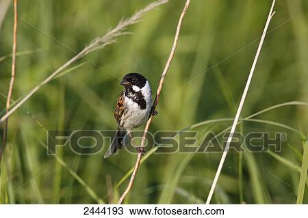 Close-up of Reed Bunting (Emberiza schoeniclus) perching on reed View Large Photo Image Stock Image - Close-up of Reed Bunting (Emberiza schoeniclus) perching on reed . Fotosearch