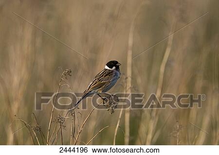 Close-up of Reed Bunting (Emberiza schoeniclus) perching on reed View Large Photo Image Stock Photograph - Close-up of Reed Bunting (Emberiza schoeniclus) perching on reed . Fotosearch