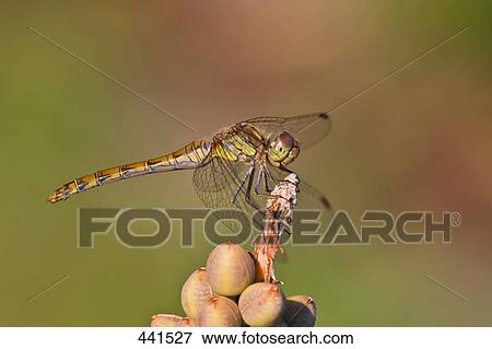 Close-up of Ruddy Darter (Sympetrum sanguineum) on flower View Large Photo Image Stock Photo - Close-up of Ruddy Darter (Sympetrum sanguineum) on flower . Fotosearch