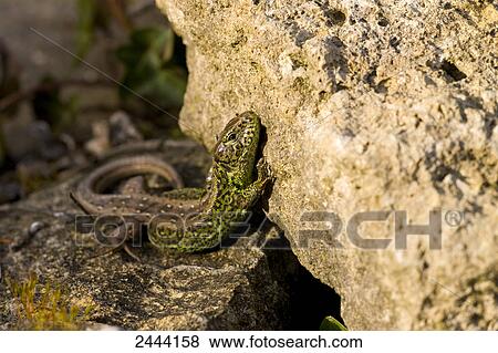 Close-up of Sand Lizard (Lacerta agilis) on rock View Large Photo Image Stock Photo - Close-up of Sand Lizard (Lacerta agilis) on rock . Fotosearch