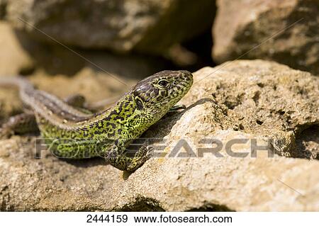 Stock Photo - Close-up of Sand Lizard (Lacerta agilis) on rock . Fotosearch