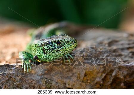 Close-up of Sand Lizard (Lacerta agilis) on rock View Large Photo Image Stock Photo - Close-up of Sand Lizard (Lacerta agilis) on rock . Fotosearch