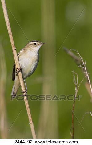 Close-up of Sedge Warbler (Acrocephalus schoenobaenus) perching on reed View Large Photo Image Stock Image - Close-up of Sedge Warbler (Acrocephalus schoenobaenus) perching on reed . Fotosearch