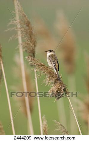 Stock Photo - Close-up of Sedge Warbler (Acrocephalus schoenobaenus) perching on reed . Fotosearch