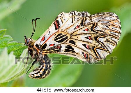Stock Photography - Close-up of Southern Festoon (Zerynthia polyxena) butterfly on leaf . Fotosearch