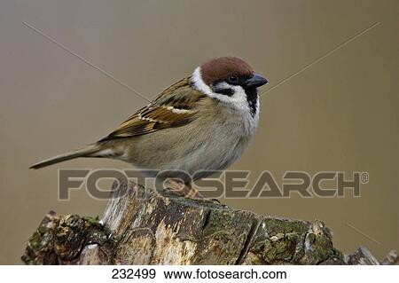 Stock Photo - Close-up of sparrow on tree stump . Fotosearch