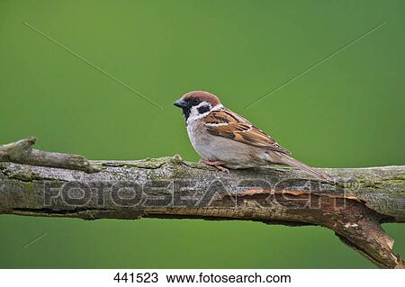 Stock Image - Close-up of Sparrow perching on branch . Fotosearch