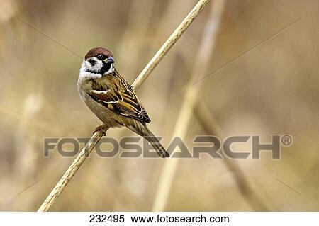 Close-up of sparrow perching on twig View Large Photo Image Stock Photography - Close-up of sparrow perching on twig . Fotosearch