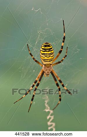 Stock Photo - Close-up of spider on web . Fotosearch
