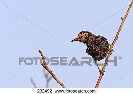 Close-up of Starling (Sturnus vulgaris) bird perching on branch View Large Photo Image Stock Image - Close-up of Starling (Sturnus vulgaris) bird perching on branch . Fotosearch
