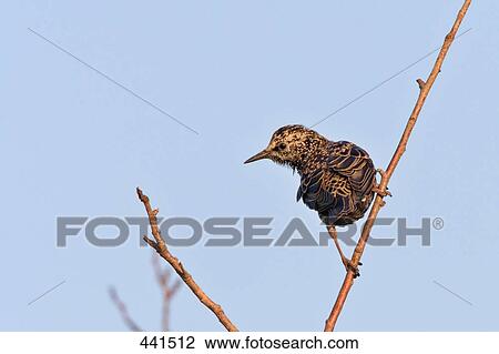 Close-up of Starling (Sturnus vulgaris) bird perching on branch View Large Photo Image Stock Image - Close-up of Starling (Sturnus vulgaris) bird perching on branch . Fotosearch