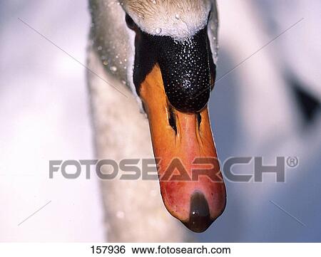 Close-up of swan's beak View Large Photo Image Stock Photograph - Close-up of swan's beak . Fotosearch