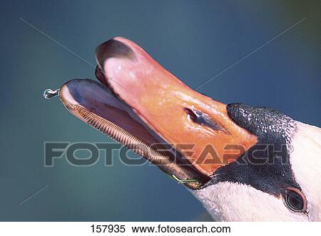 Stock Photography - Close-up of swan's beak . Fotosearch