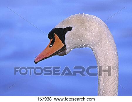 Stock Photo - Close-up of swan's face . Fotosearch