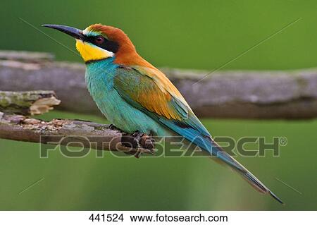 Picture - Close-up of Tree Sparrow bird perching on branch . Fotosearch