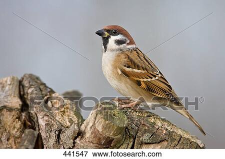 Close-up of Tree sparrow (Passer Montanus) on tree stump View Large Photo Image Stock Photo - Close-up of Tree sparrow (Passer Montanus) on tree stump . Fotosearch
