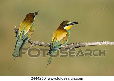 Close-up of two European Bee-eaters (Merops apiaster) perching on branch with prey in its beak, Hungary View Large Photo Image Stock Image - Close-up of two European Bee-eaters (Merops apiaster) perching on branch with prey in its beak, Hungary . Fotosearch
