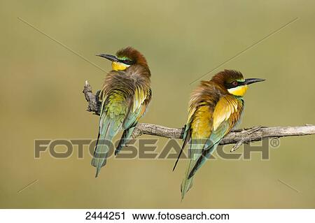 Stock Image - Close-up of two European Bee-eaters (Merops apiaster) perching on branch, Hungary . Fotosearch