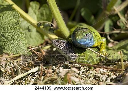 Close-up of two European Green Lizard (Lacerta viridis) in forest View Large Photo Image Stock Photo - Close-up of two European Green Lizard (Lacerta viridis) in forest . Fotosearch