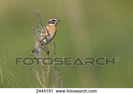 Close-up of Whinchat (Saxicola rubetra) perching on twig View Large Photo Image Stock Image - Close-up of Whinchat (Saxicola rubetra) perching on twig . Fotosearch