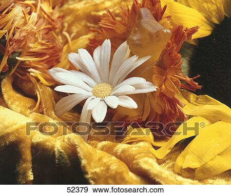 Close-up of white flower View Large Photo Image Stock Photo - Close-up of white flower . Fotosearch