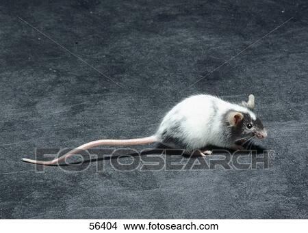Close-up of white mouse on carpet View Large Photo Image Picture - Close-up of white mouse on carpet . Fotosearch
